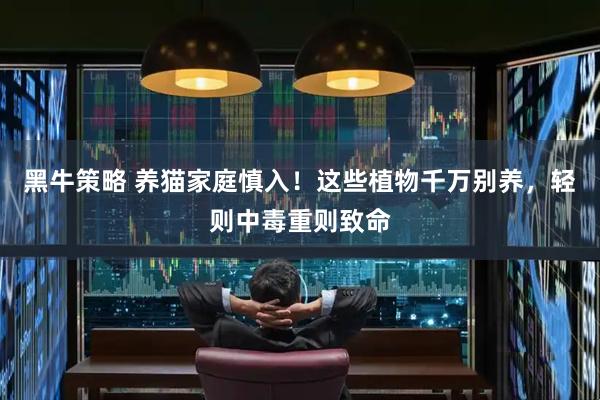 黑牛策略 养猫家庭慎入！这些植物千万别养，轻则中毒重则致命